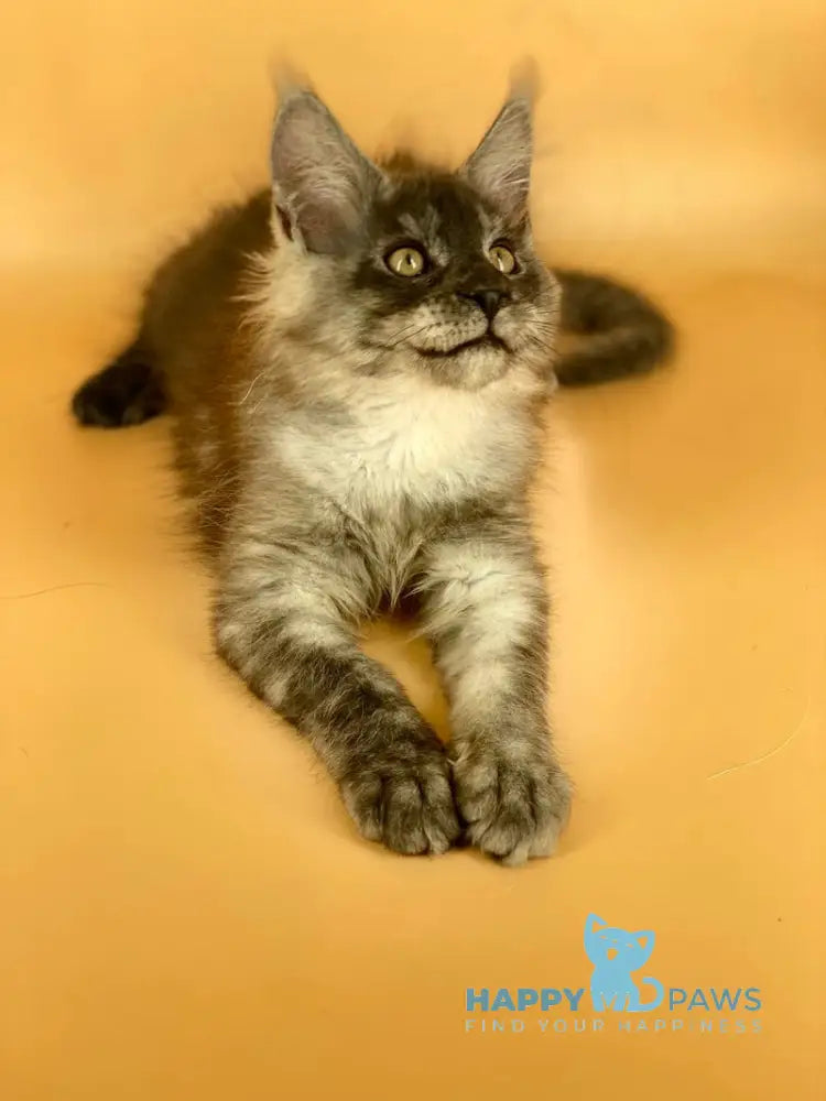 Mers Maine Coon male black silver live animals