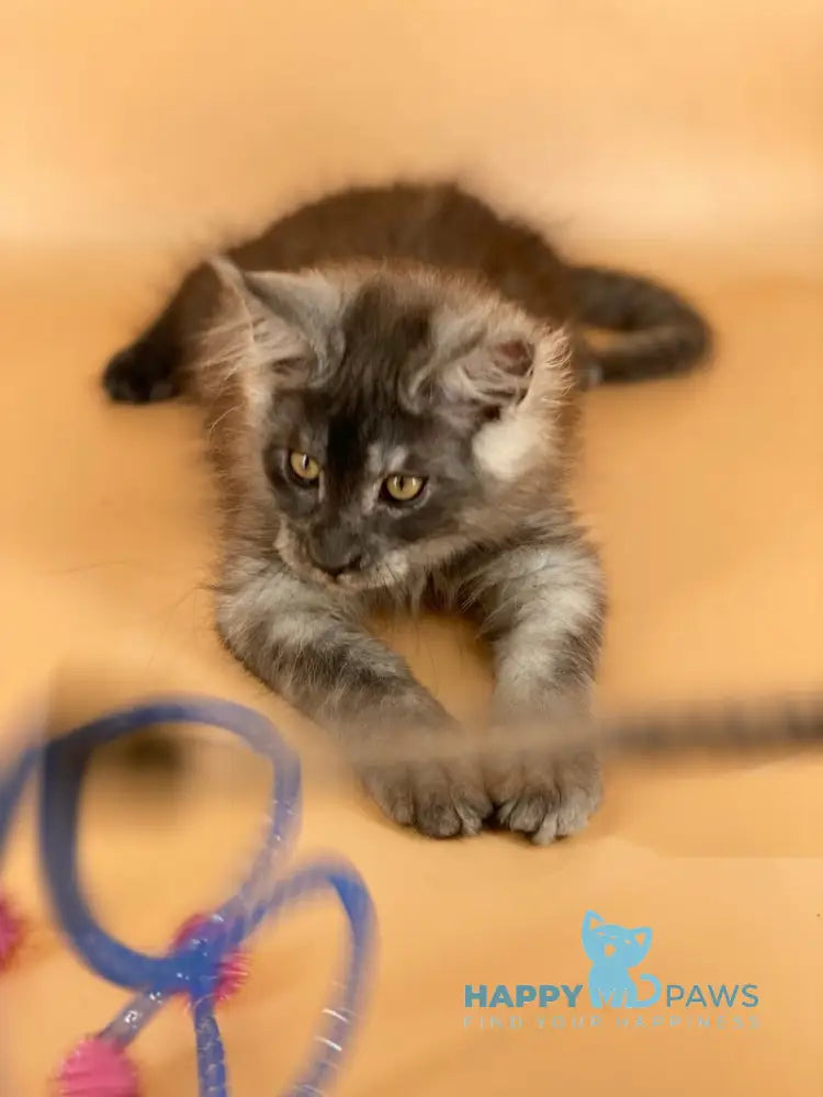 Mers Maine Coon male black silver live animals