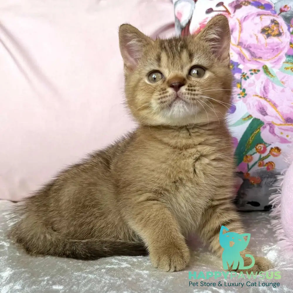 Mete British Shorthair male cinnamon ticked tabby - live animals