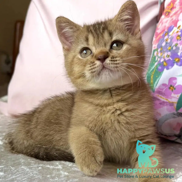 Mete British Shorthair male cinnamon ticked tabby - live animals