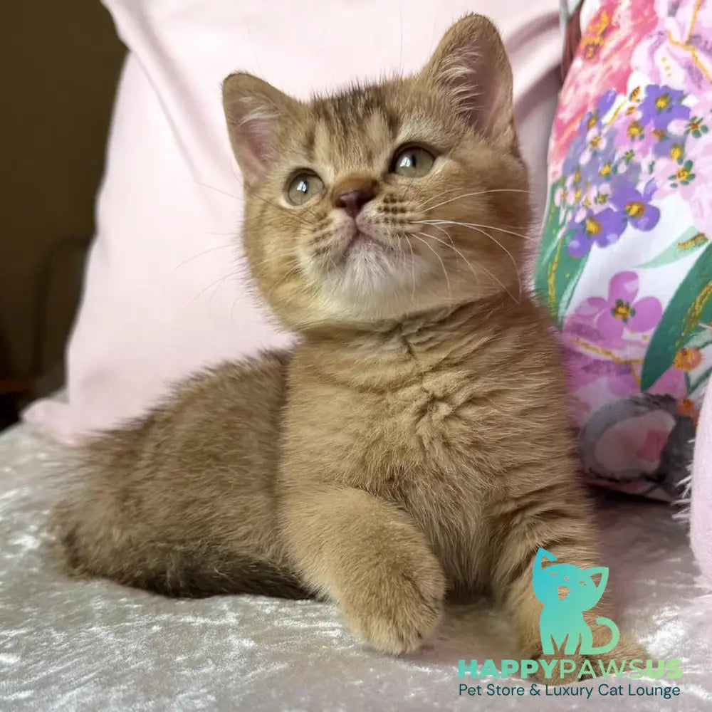 Mete British Shorthair male cinnamon ticked tabby - live animals
