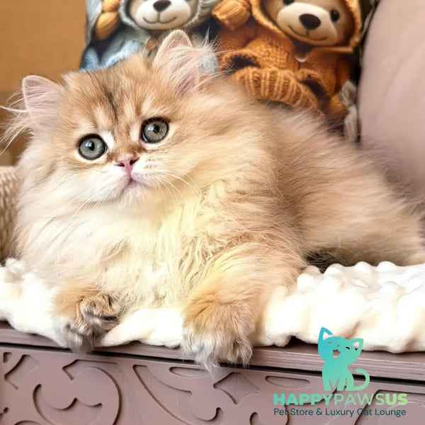 Meteo British Longhair male black golden shaded - live animals
