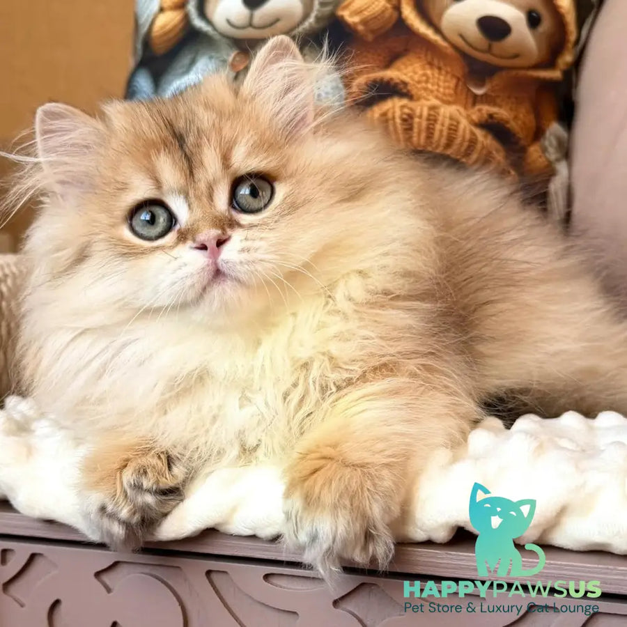 Meteo British Longhair male black golden shaded - live animals