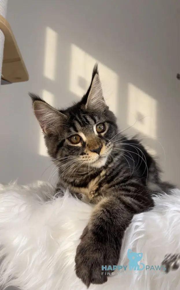 Mexico Maine Coon female black tabby live animals