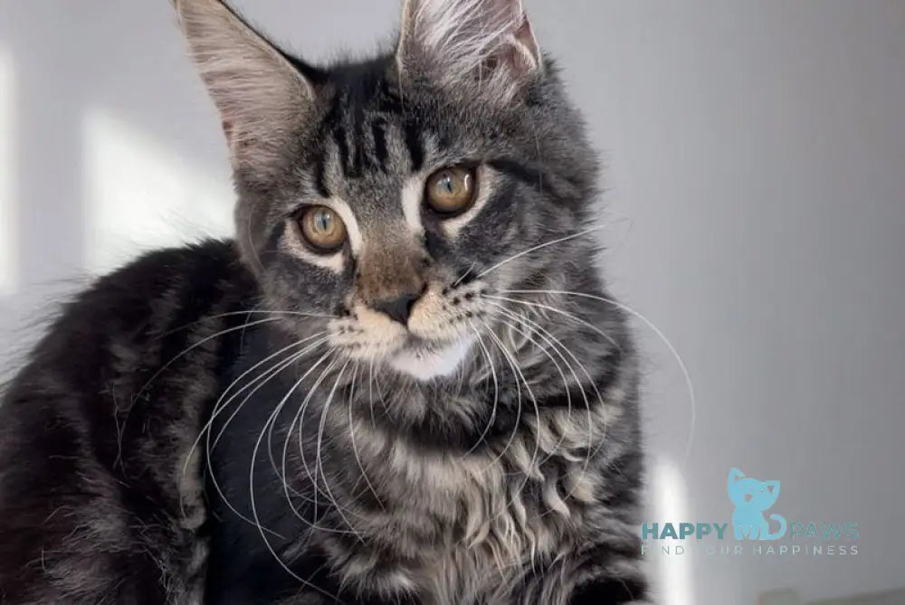 Mexico Maine Coon female black tabby live animals