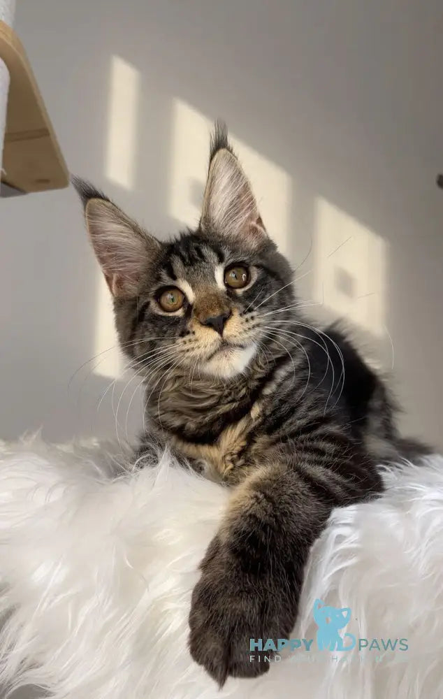 Mexico Maine Coon female black tabby live animals