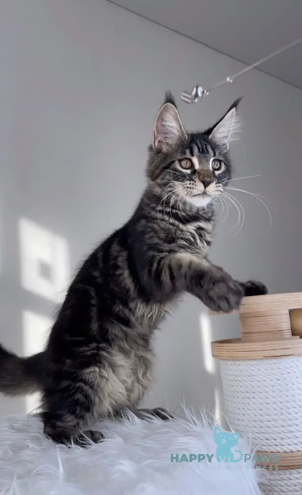 Mexico Maine Coon female black tabby live animals