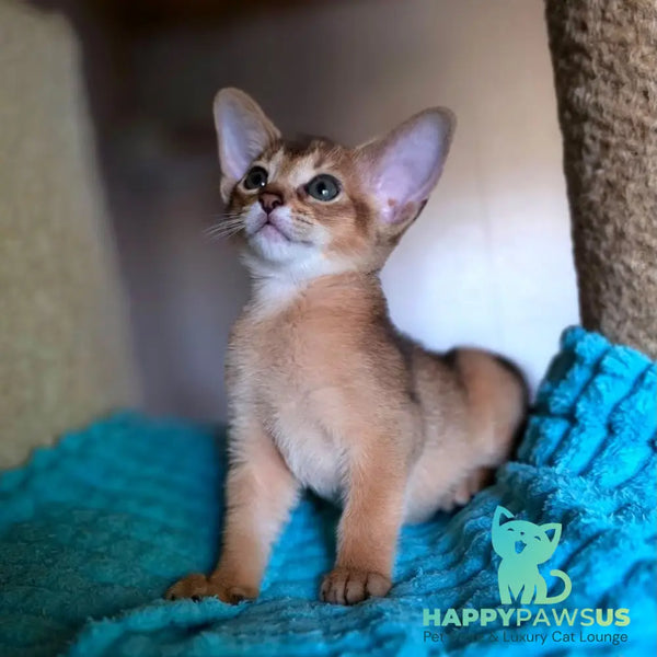 Mia Abyssinian female ruddy - live animals