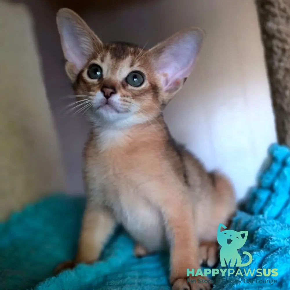 Mia Abyssinian female ruddy - live animals
