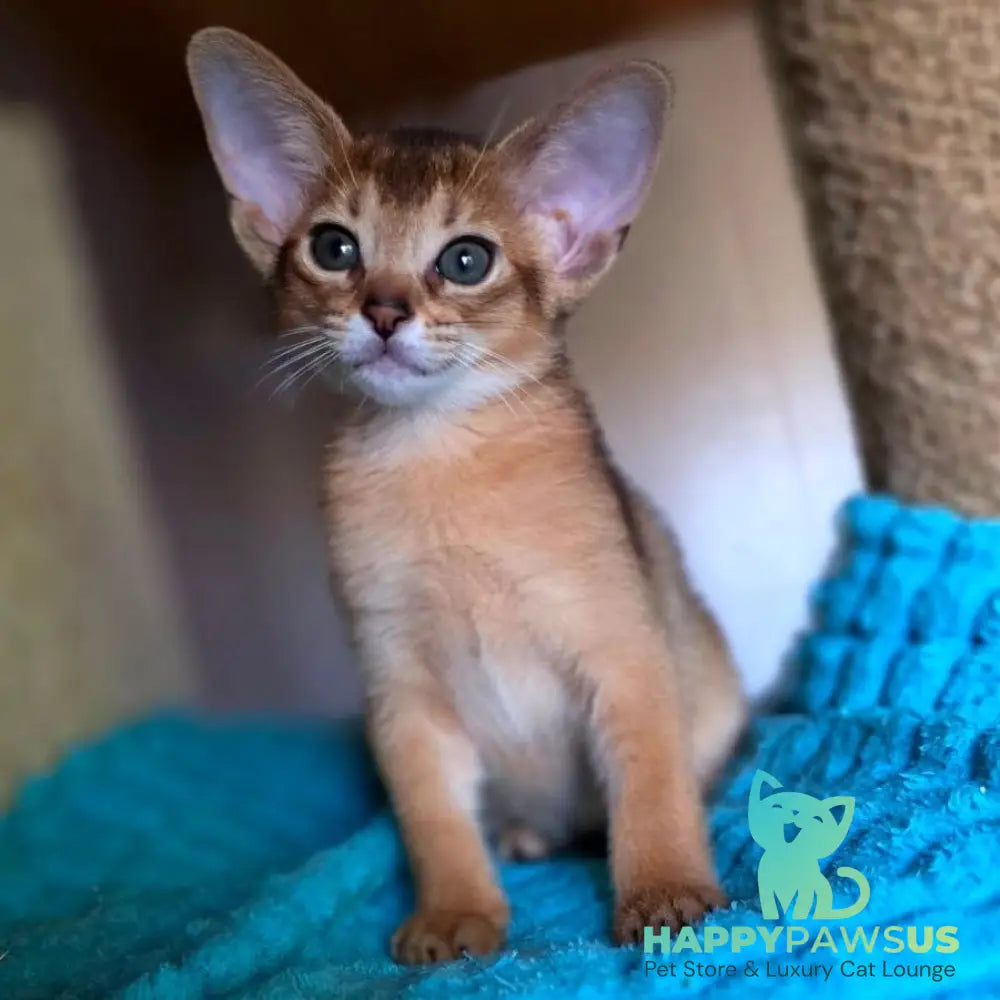 Mia Abyssinian female ruddy - live animals