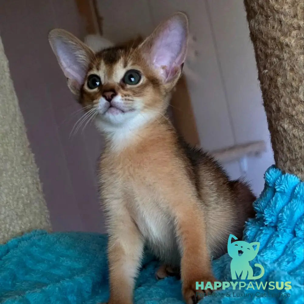 Mia Abyssinian female ruddy - live animals