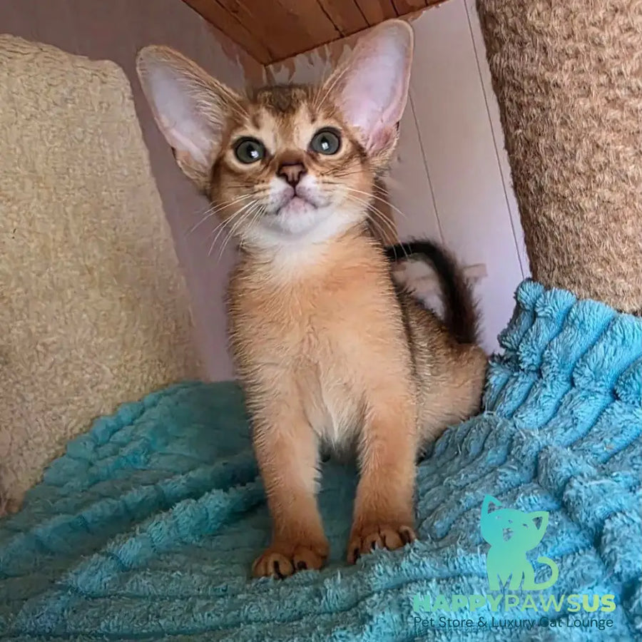 Mia Abyssinian female ruddy - live animals