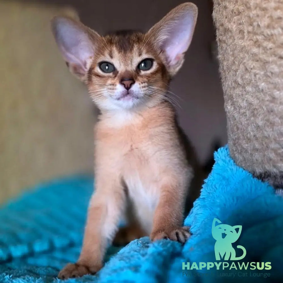 Mia Abyssinian female ruddy - live animals