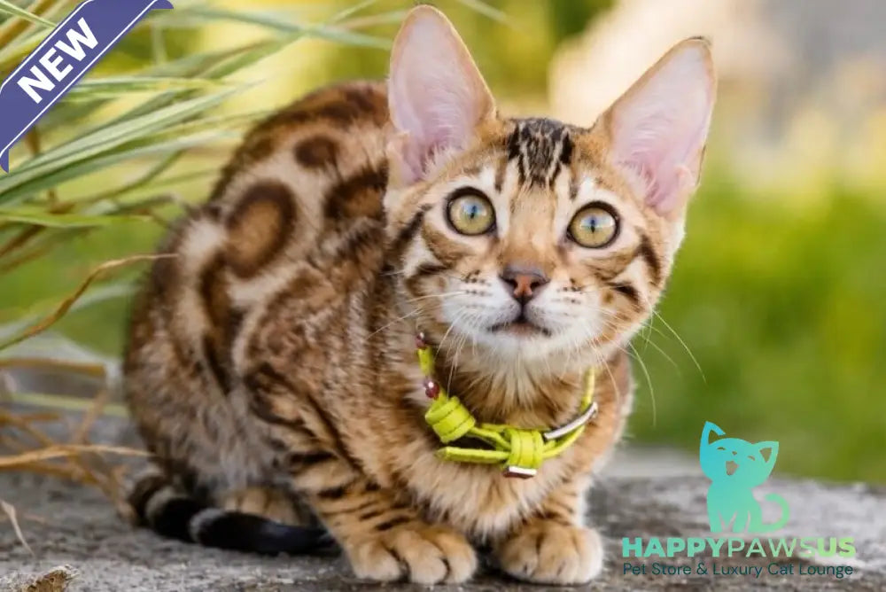 Mia Bengal female black spotted tabby - live animals
