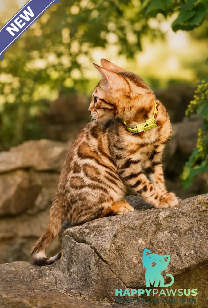 Mia Bengal female black spotted tabby - live animals