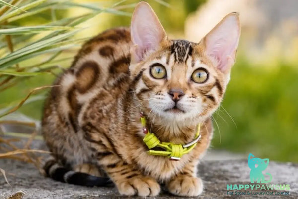 Mia Bengal female black spotted tabby - live animals
