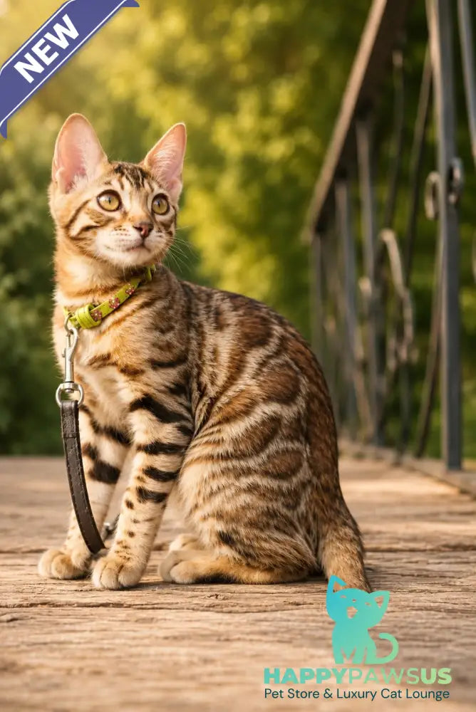 Mia Bengal female black spotted tabby - live animals