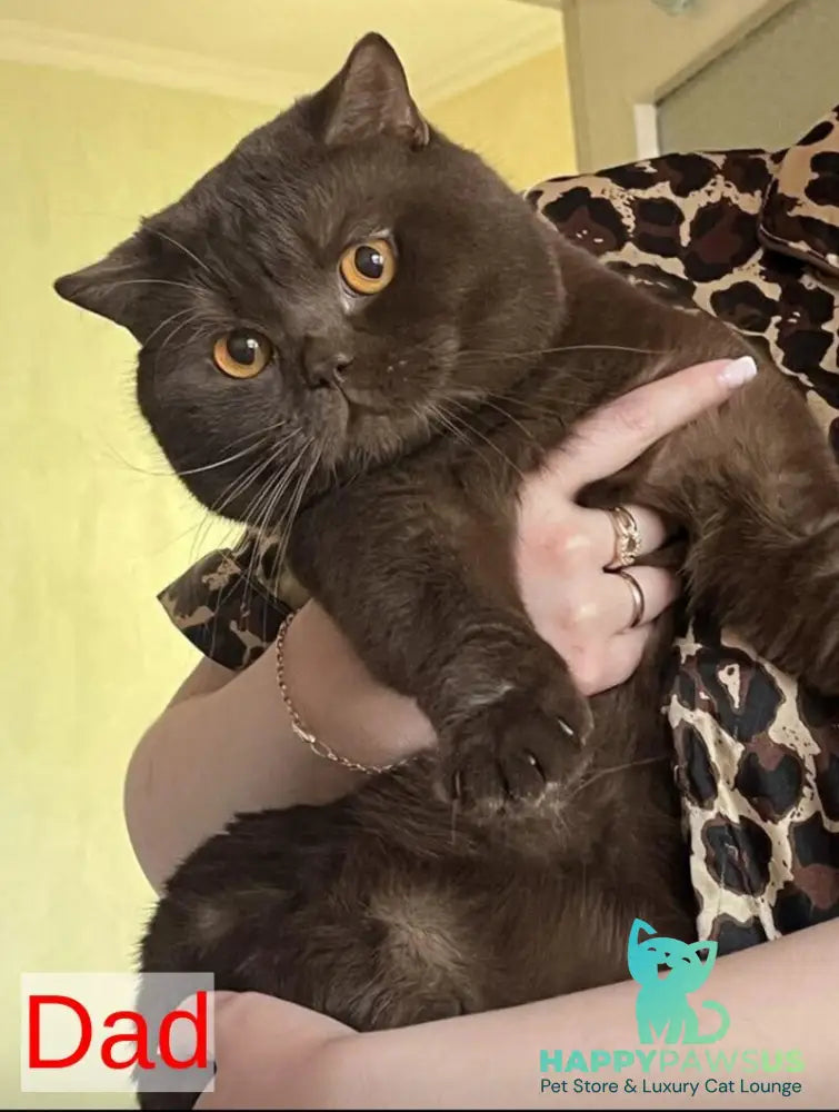Mia British Shorthair female black bicolour - live animals
