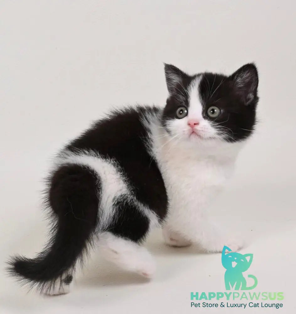 Mia British Shorthair female black bicolour - live animals