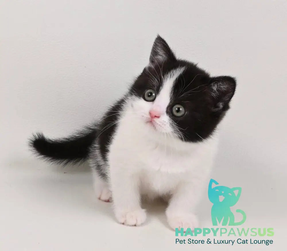 Mia British Shorthair female black bicolour - live animals