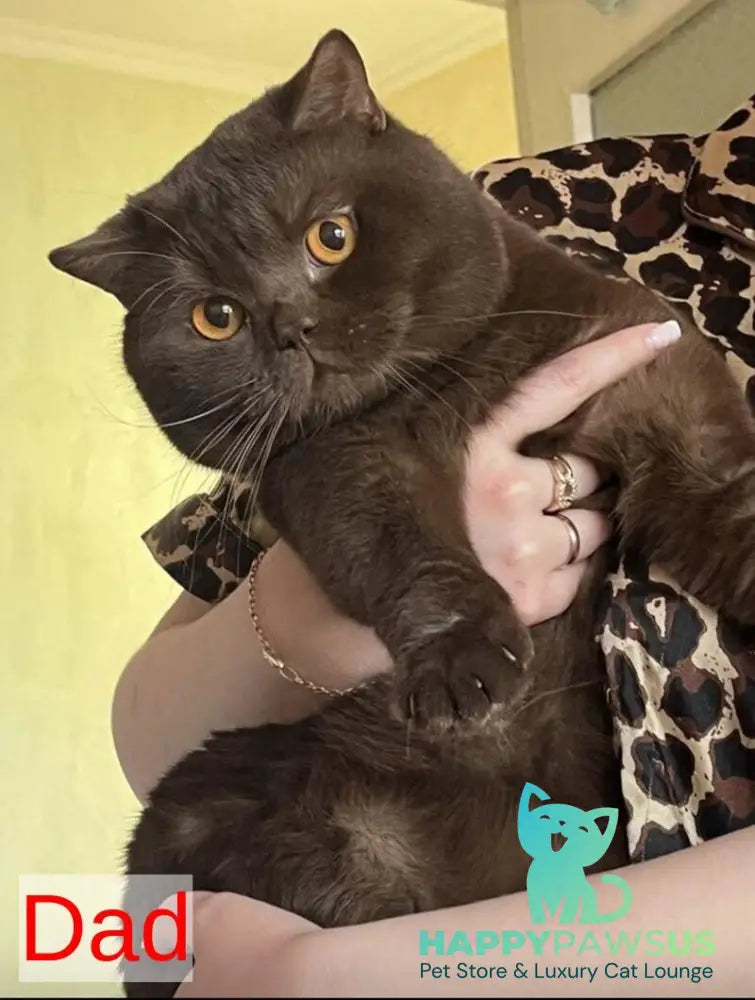 Mia British Shorthair female black bicolour - live animals
