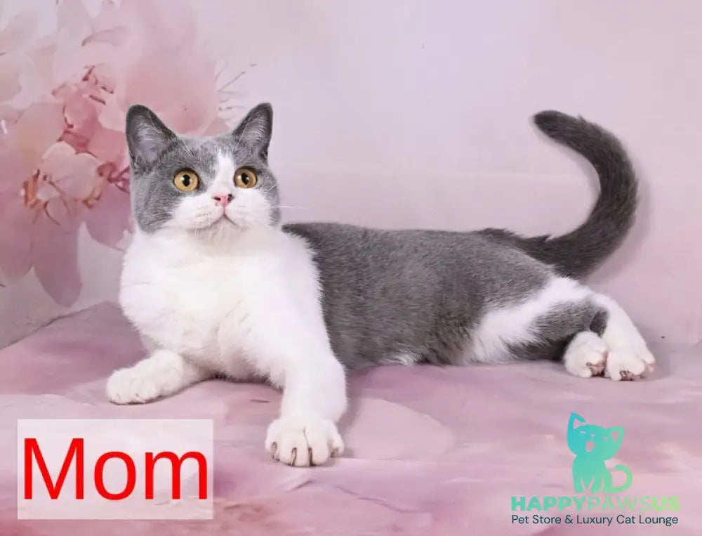 Mia British Shorthair female black bicolour - live animals