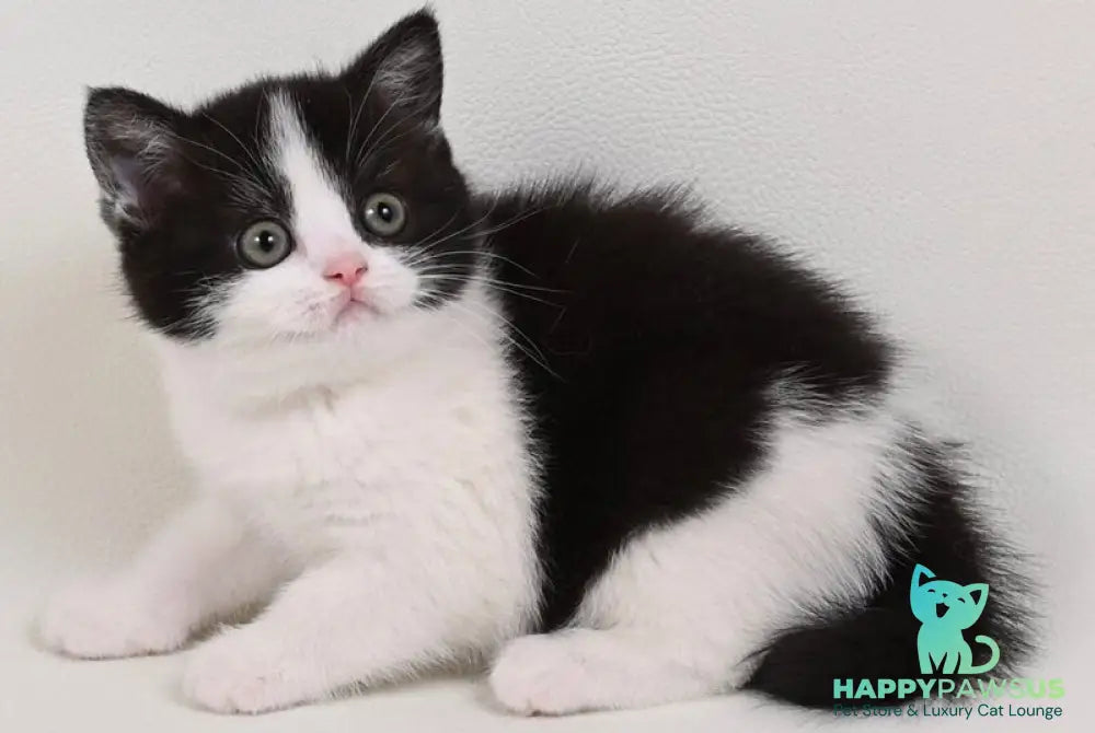 Mia British Shorthair female black bicolour - live animals