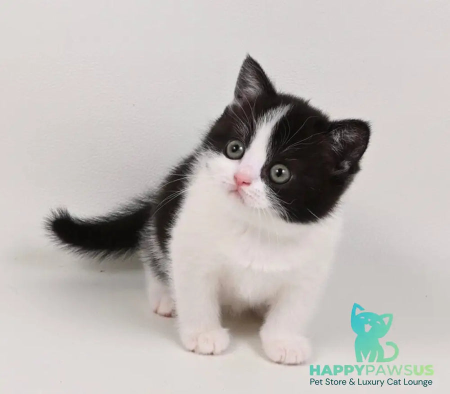 Mia British Shorthair female black bicolour - live animals