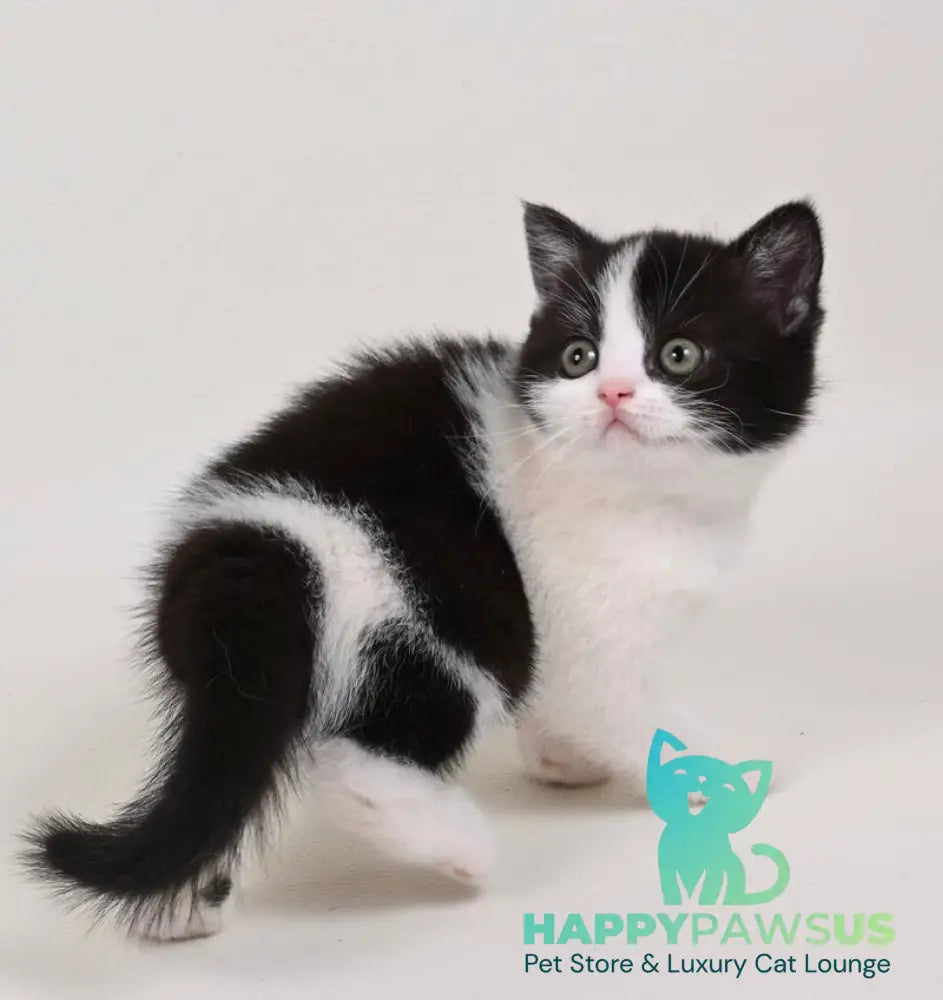 Mia British Shorthair female black bicolour - live animals