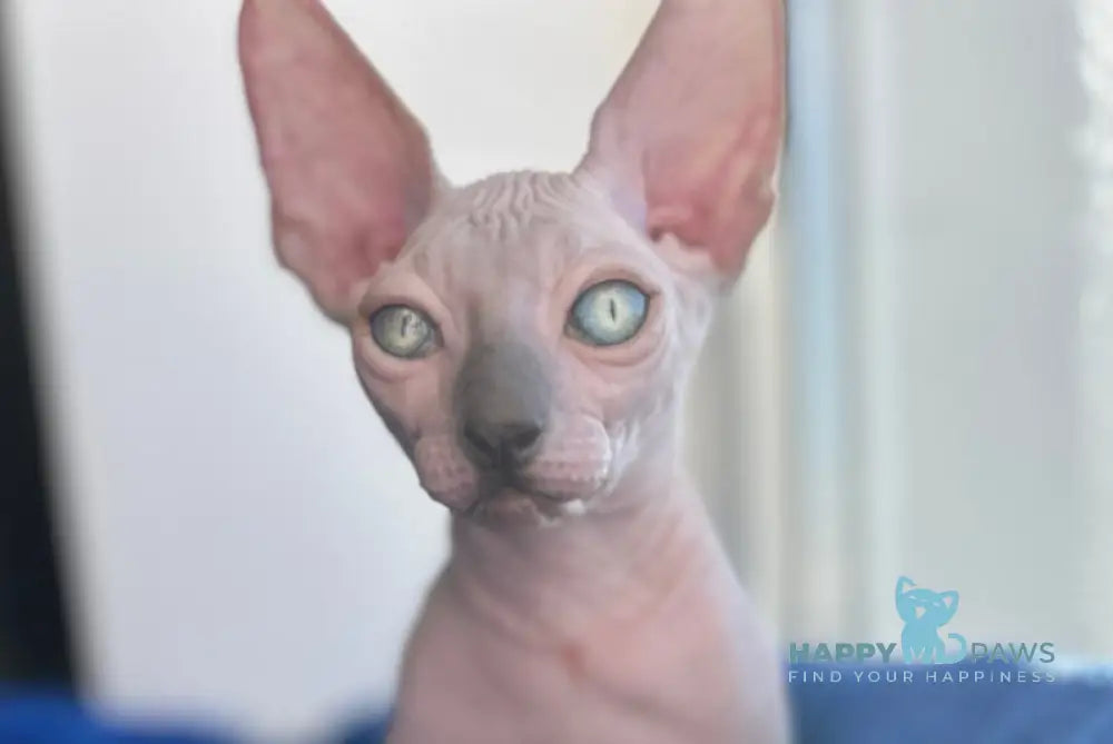 Мia Canadian Sphynx female blue pointed live animals