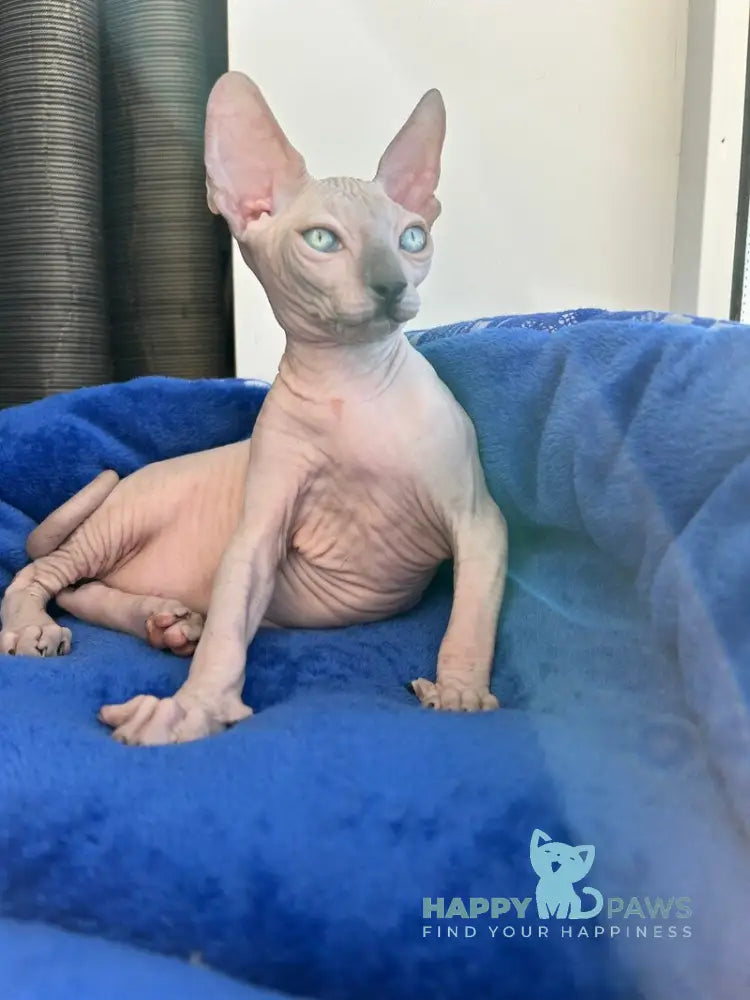 Мia Canadian Sphynx female blue pointed live animals