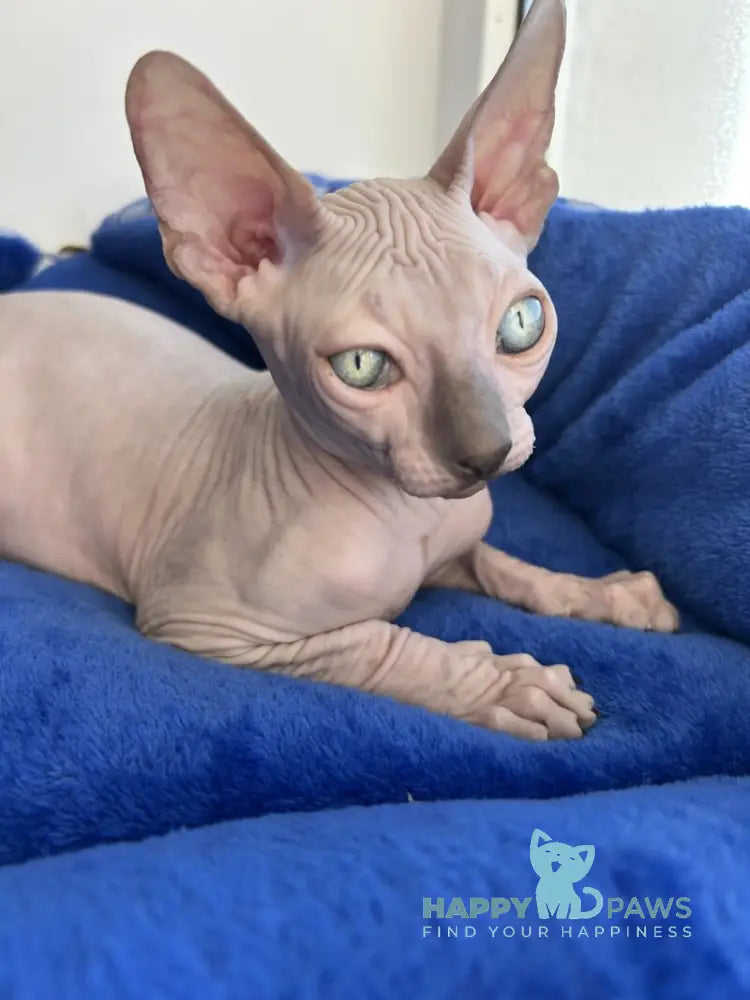 Мia Canadian Sphynx female blue pointed live animals