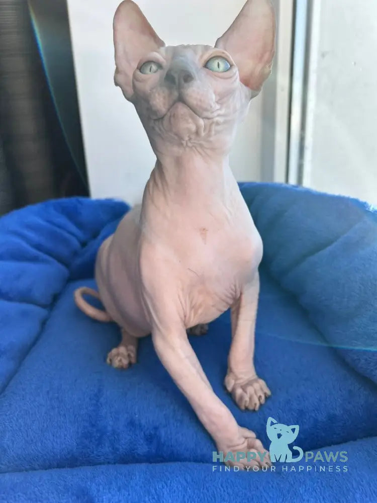 Мia Canadian Sphynx female blue pointed live animals
