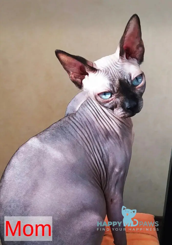 Мia Canadian Sphynx female blue pointed live animals