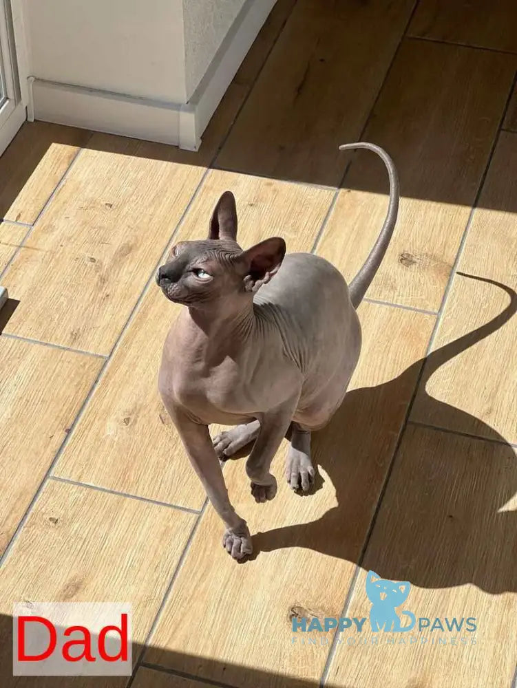 Мia Canadian Sphynx female blue pointed live animals