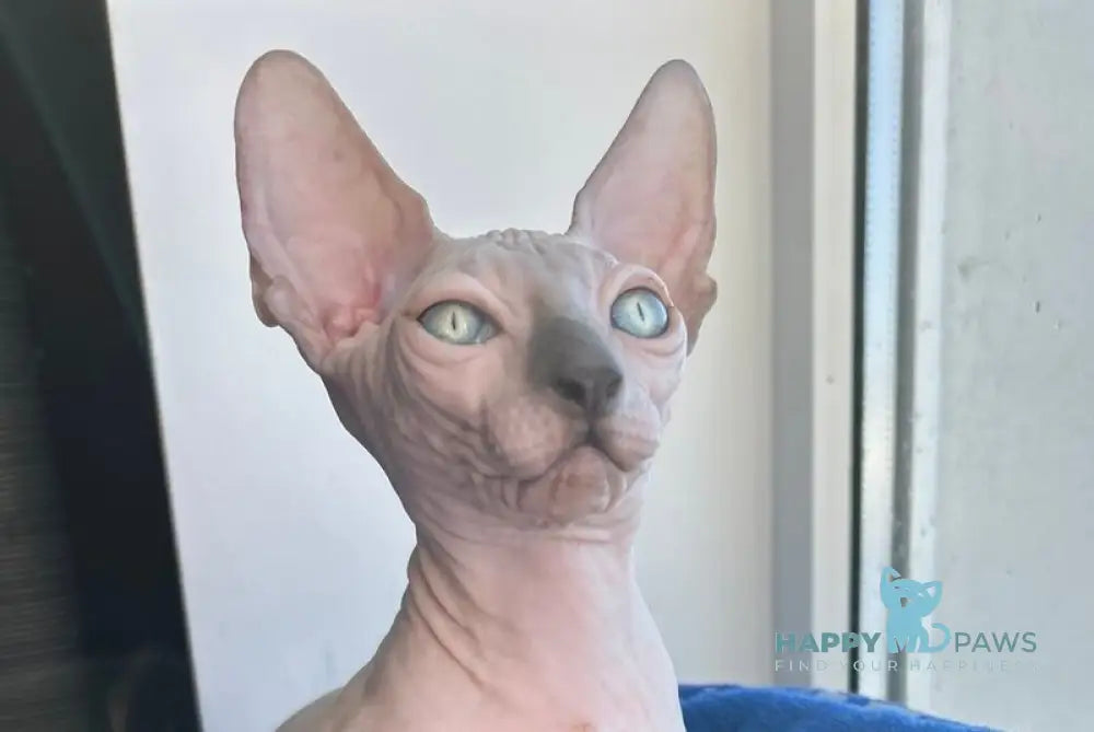 Мia Canadian Sphynx female blue pointed live animals