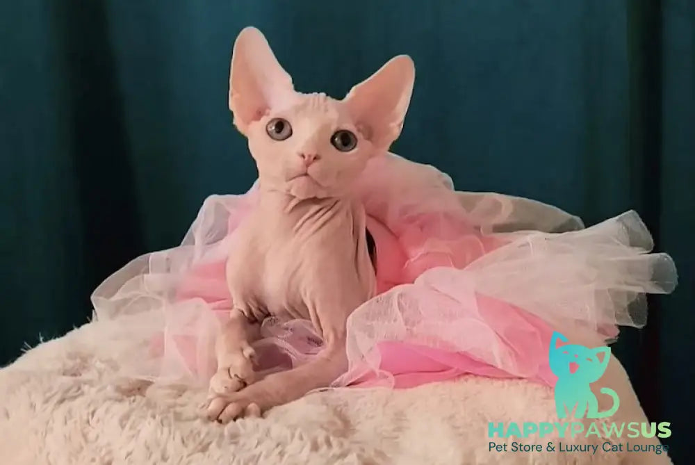 Mia Canadian Sphynx female white