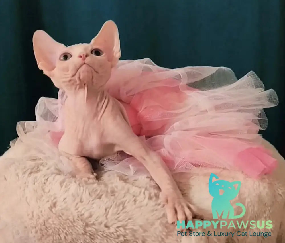 Mia Canadian Sphynx female white