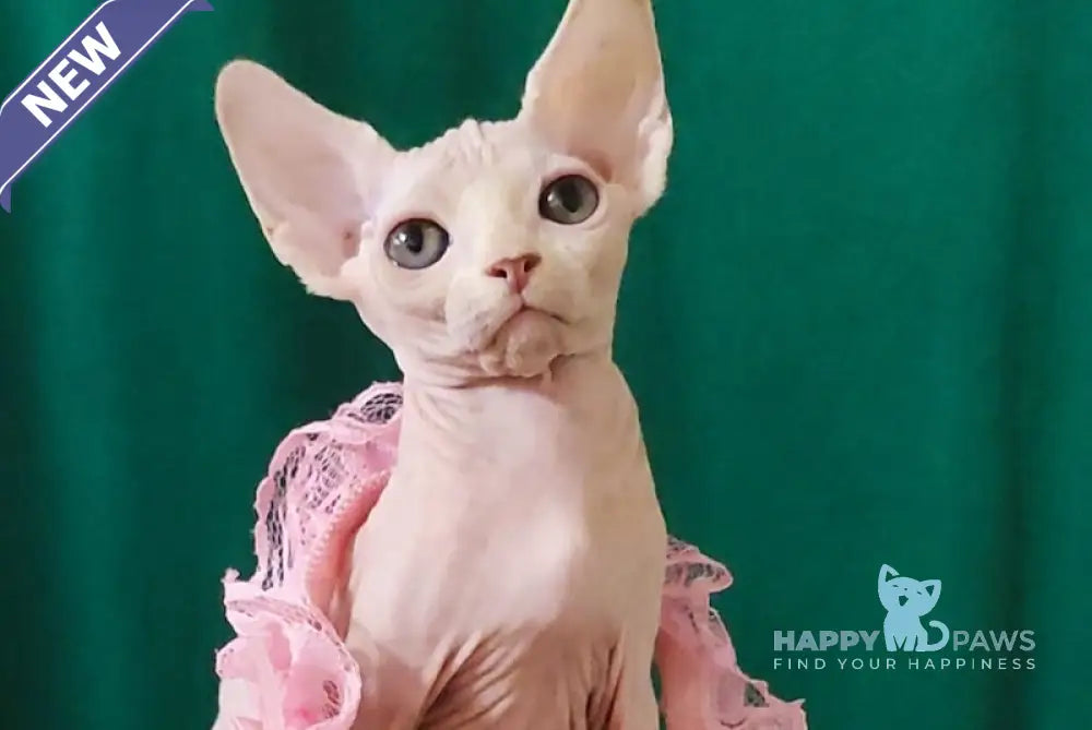 Mia Canadian Sphynx female white