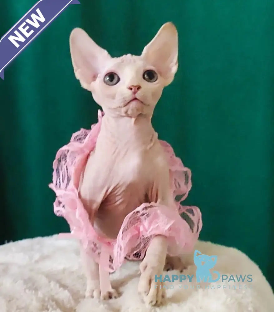 Mia Canadian Sphynx female white
