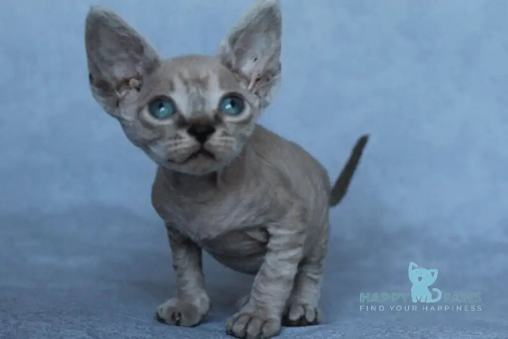Mia Devon Rex female black spotted tabby pointed - live animals