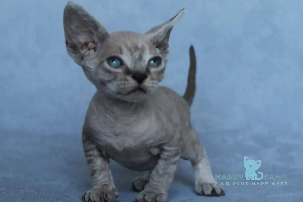 Mia Devon Rex female black spotted tabby pointed - live animals