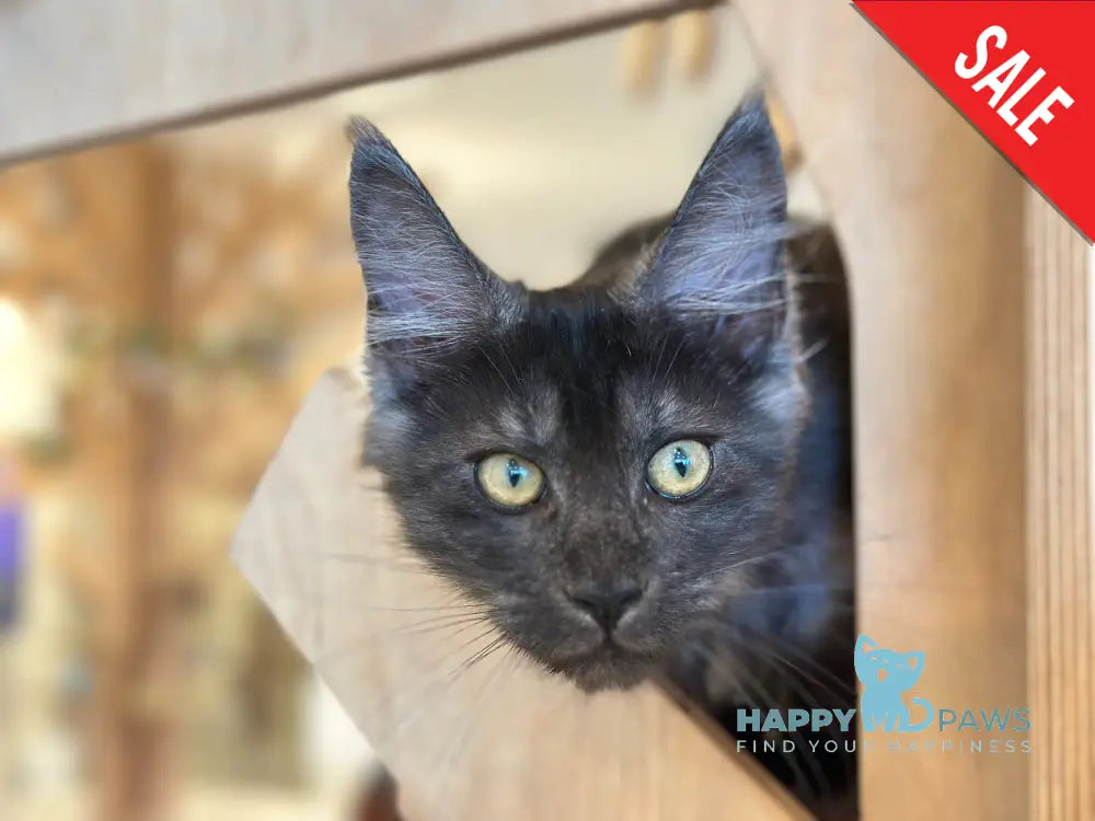 Mia Maine Coon female black silver tabby - live animals
