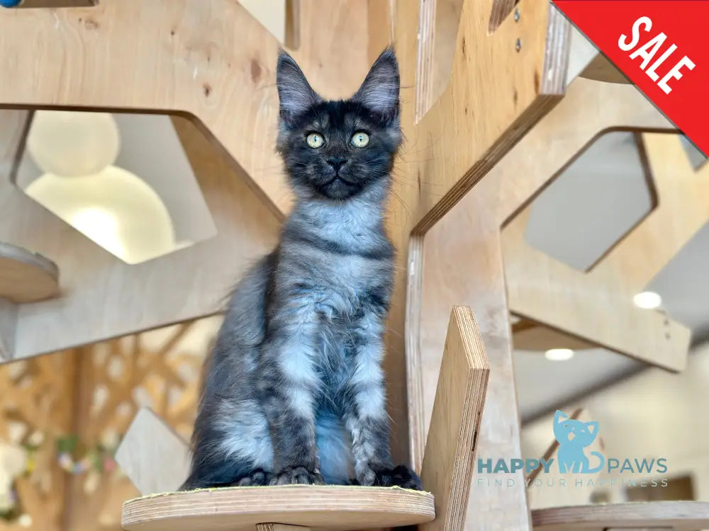 Mia Maine Coon female black silver tabby - live animals