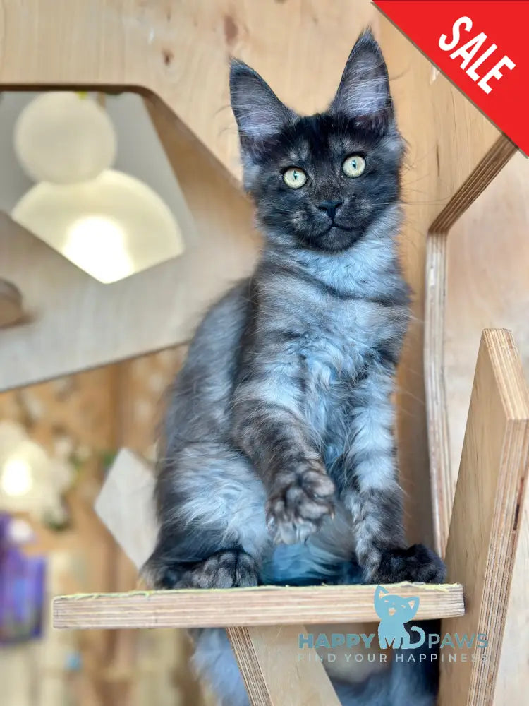 Mia Maine Coon female black silver tabby - live animals
