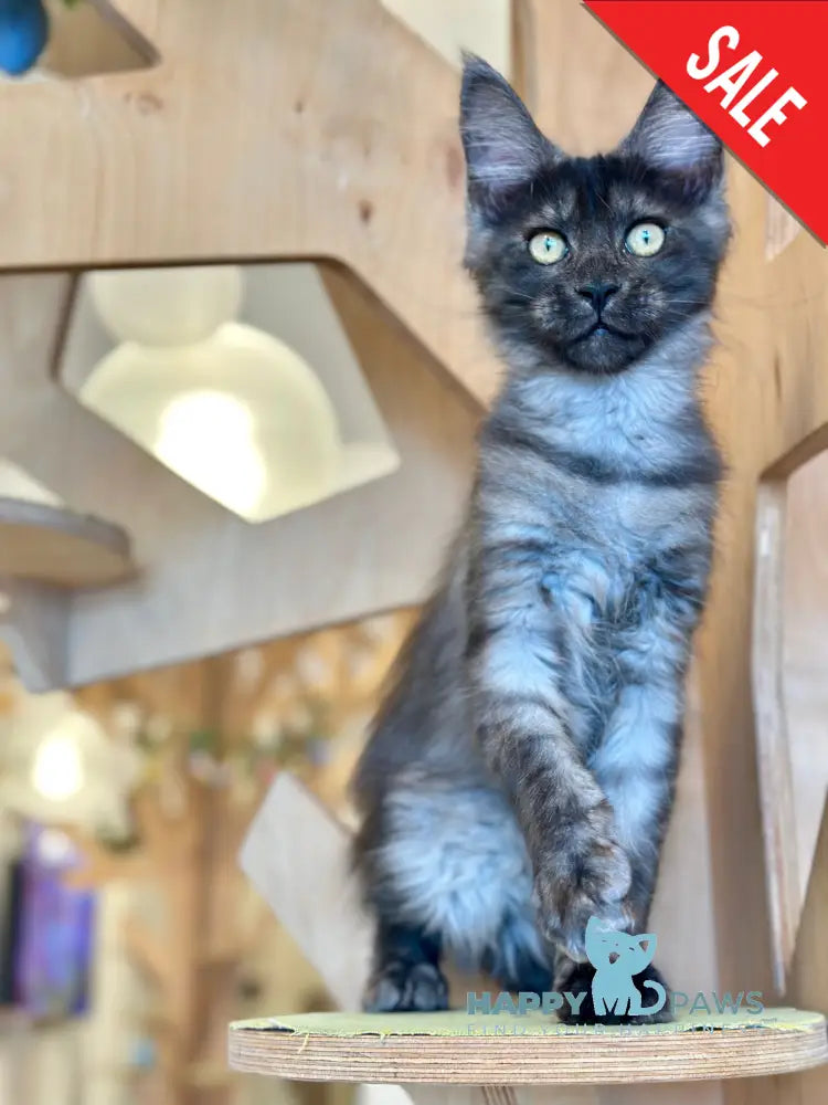Mia Maine Coon female black silver tabby - live animals