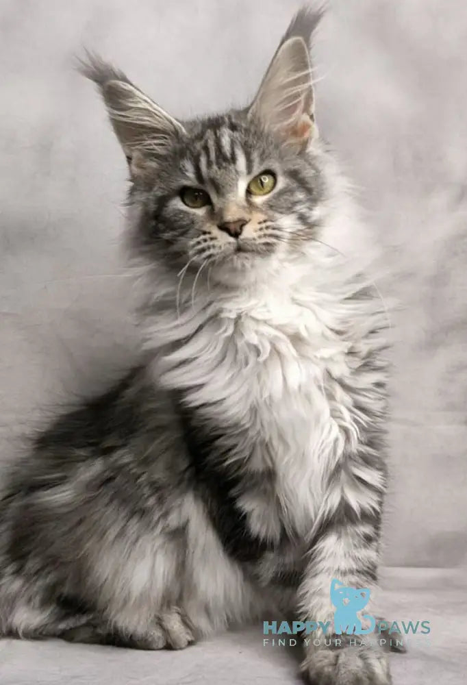 Mia Maine Coon female black silver tabby live animals