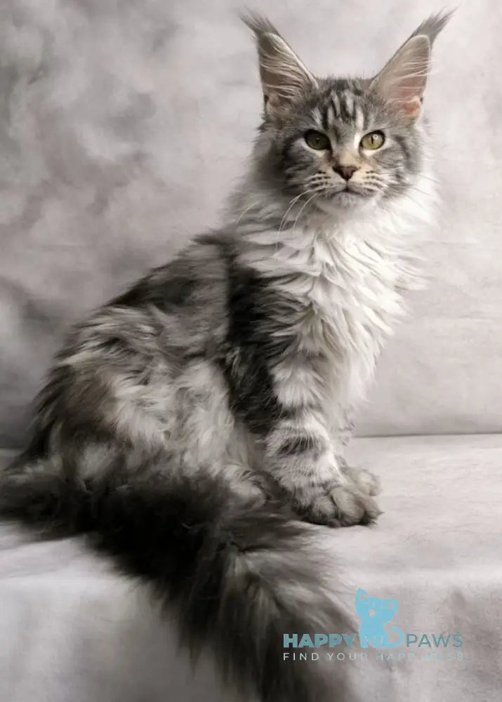Mia Maine Coon female black silver tabby live animals