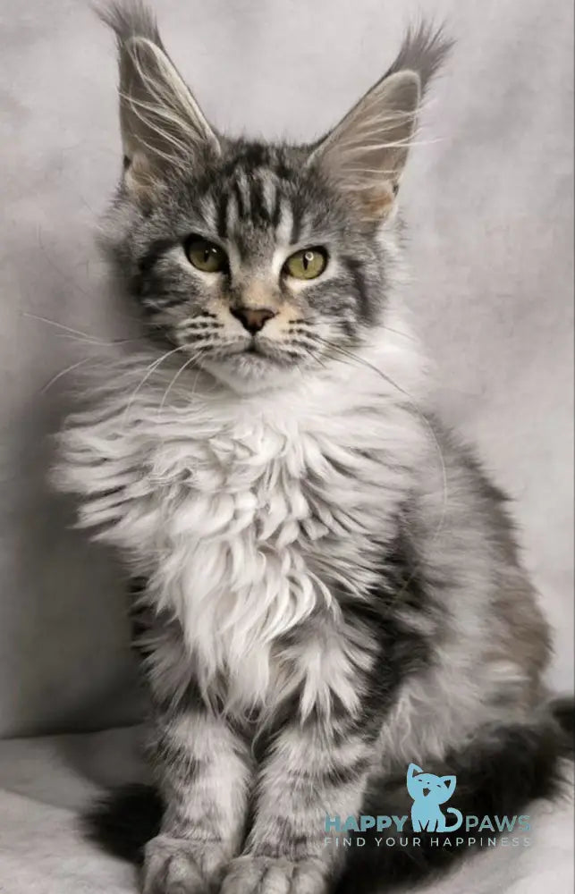 Mia Maine Coon female black silver tabby live animals