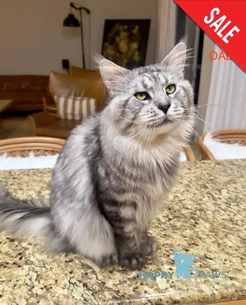 Mia Maine Coon female black silver tabby live animals